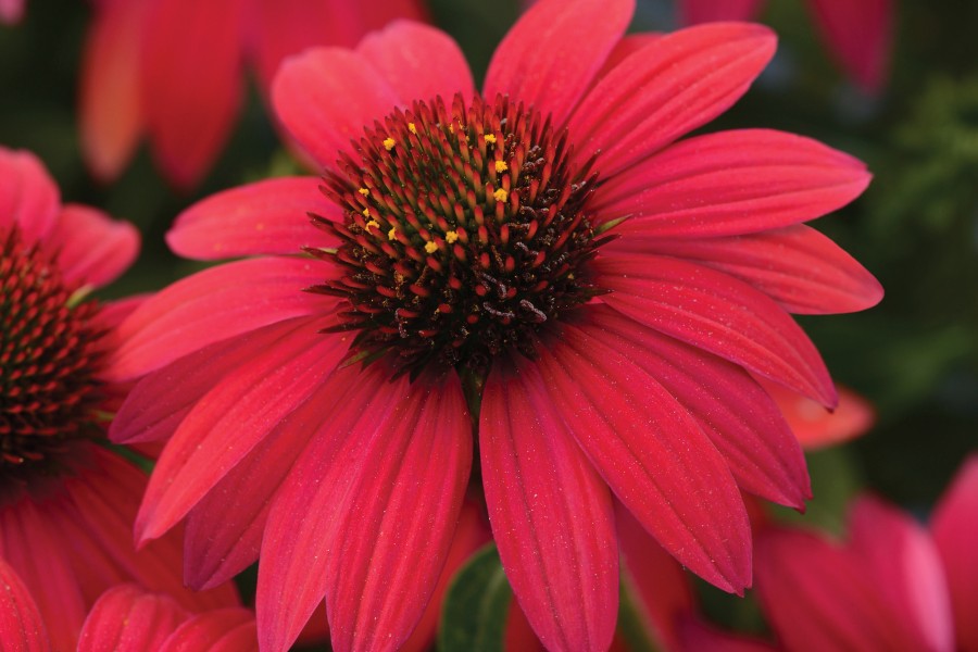 Echinacea Sombrero Baja Burgundy 72