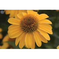 Echinacea Sombrero Granada Gold 21