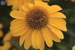 Echinacea Sombrero Granada Gold 21