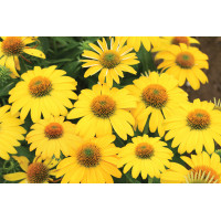 Echinacea Sombrero Lemon Yellow Improved 72