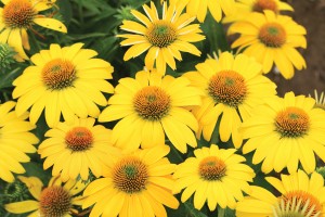 Echinacea Sombrero Lemon Yellow Improved 72