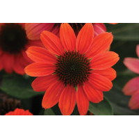 Echinacea Sombrero Poco Hot Coral 21