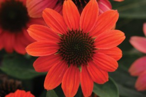 Echinacea Sombrero Poco Hot Coral 21