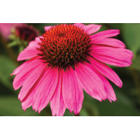 Echinacea Sombrero Rosada 21