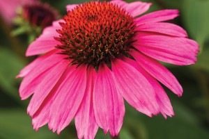 Echinacea Sombrero Rosada 21