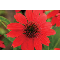 Echinacea Sombrero Salsa Red 72