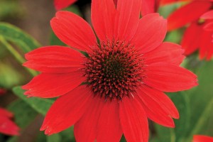 Echinacea Sombrero Salsa Red 72