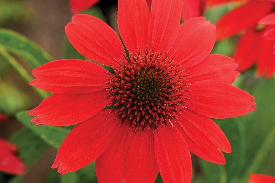 Echinacea Sombrero Salsa Red 21