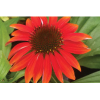 Echinacea Sombrero Sangrita 21