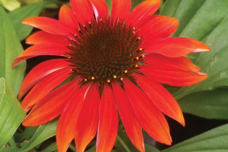 Echinacea Sombrero Sangrita 21