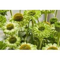 Echinacea Sunseekers Apple Green 72