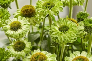 Echinacea Sunseekers Apple Green 72
