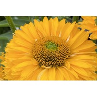 Echinacea Sunseekers Golden Sun 72