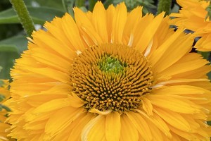 Echinacea Sunseekers Golden Sun 72
