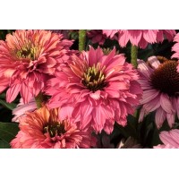 Echinacea Sunseekers Pink Grapefruit 21