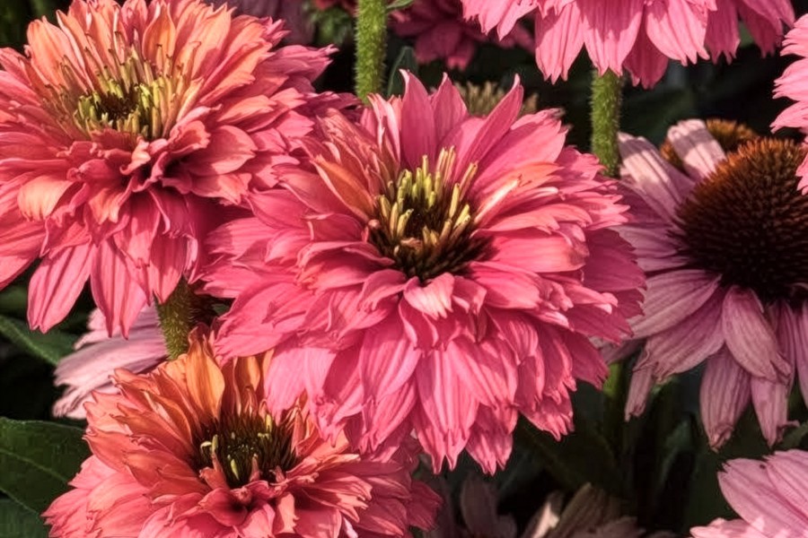 Echinacea Sunseekers Pink Grapefruit 21