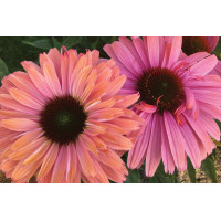 Echinacea Sunseekers Rainbow 72