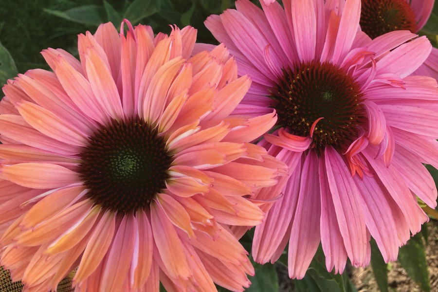 Echinacea Sunseekers Rainbow 72