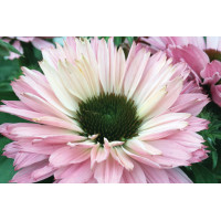 Echinacea Sunseekers Salmon 21