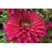 Echinacea Sunseekers Sweet Fuchsia 21