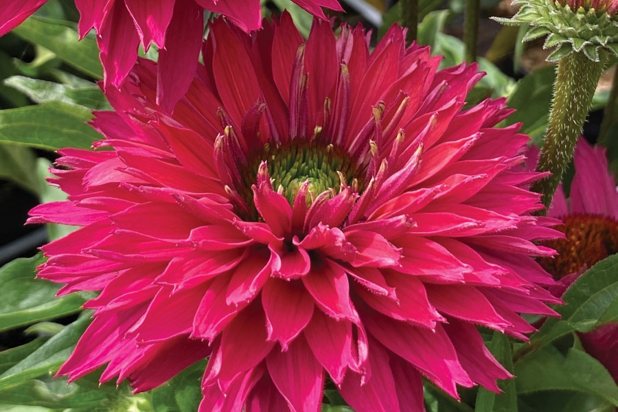 Echinacea Sunseekers Sweet Fuchsia 21