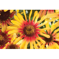 Echinacea Sunseekers Tequila Sunrise 72