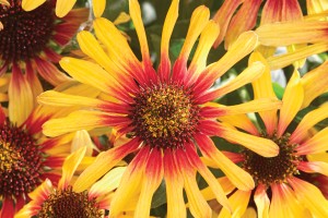 Echinacea Sunseekers Tequila Sunrise 21