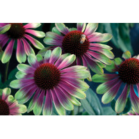 Echinacea Sweet Sandia 21