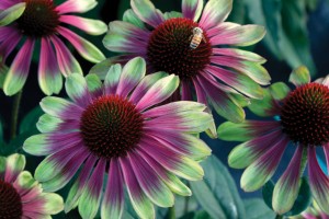 Echinacea Sweet Sandia 72