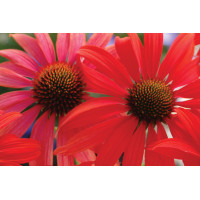Echinacea Tomato Soup 21