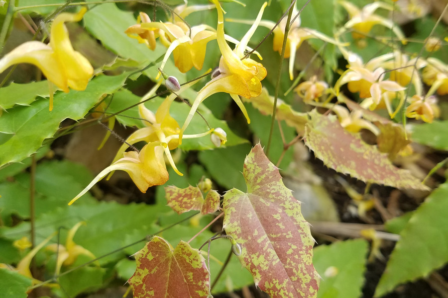 Epimedium Amber Queen 21