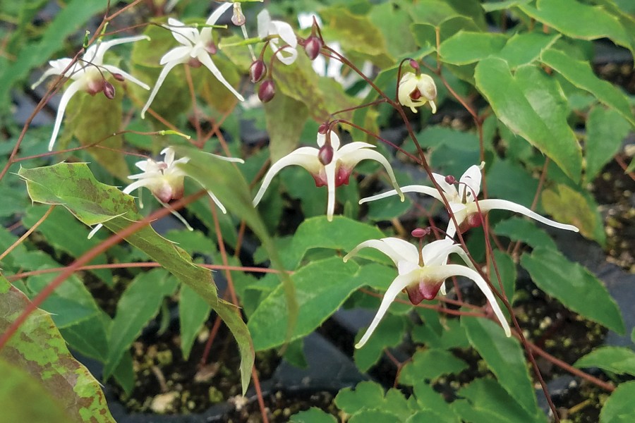 Epimedium Domino 21