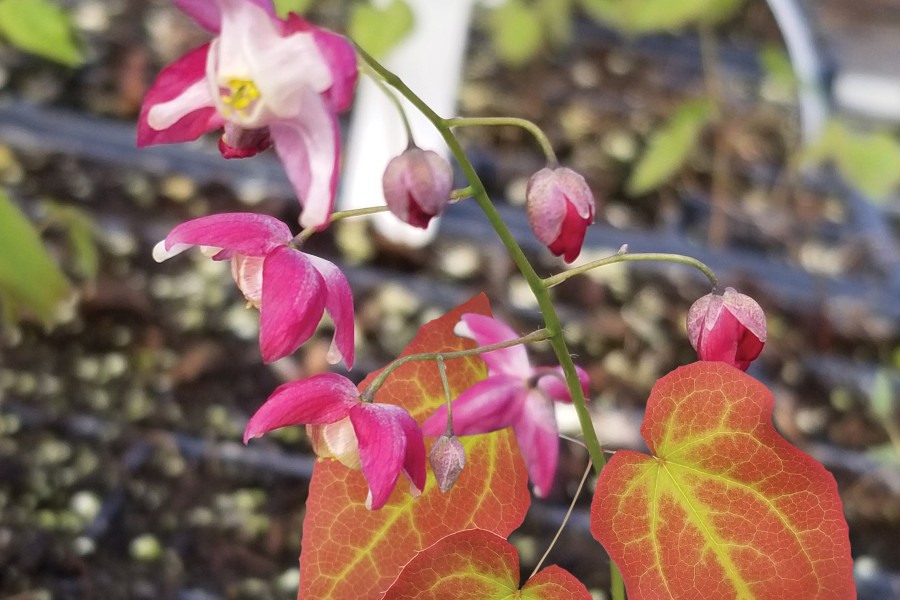 Epimedium Galadriel 21