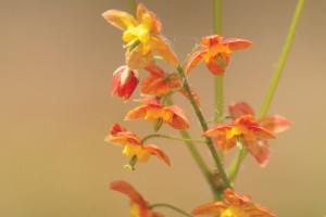 Epimedium Orange Queen 21