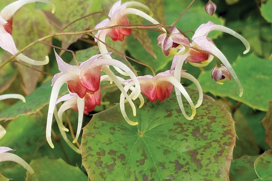 Epimedium Pink Champagne 21