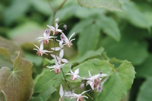 Epimedium Pink Elf 21