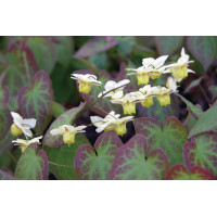 Epimedium Sulphureum 21