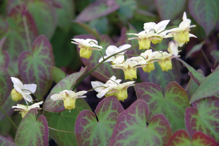 Epimedium Sulphureum 21