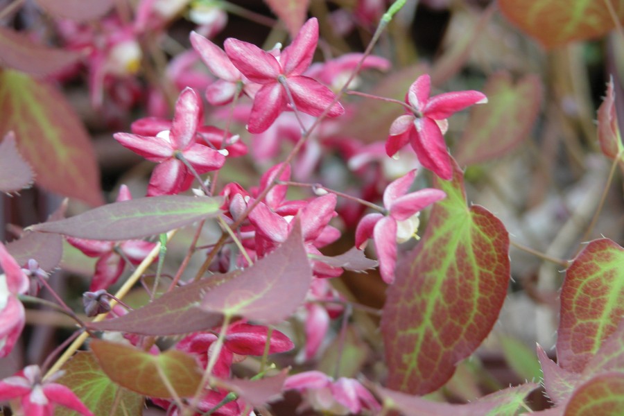 Epimedium rubrum 21