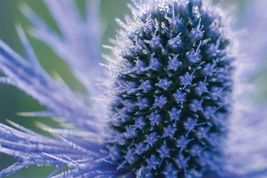 Eryngium Big Blue 72