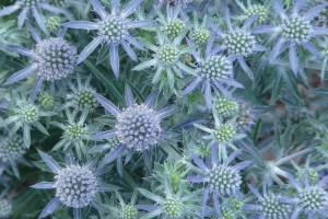 Eryngium Blue Hobbit 21