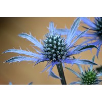 Eryngium Blue Waves 21