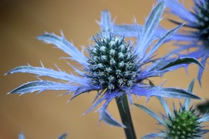 Eryngium Blue Waves 21