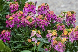 Erysimum Erysistible Tricolor 21