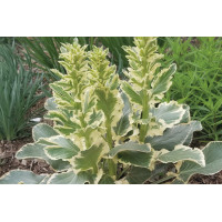 Eryngium Jade Frost 21