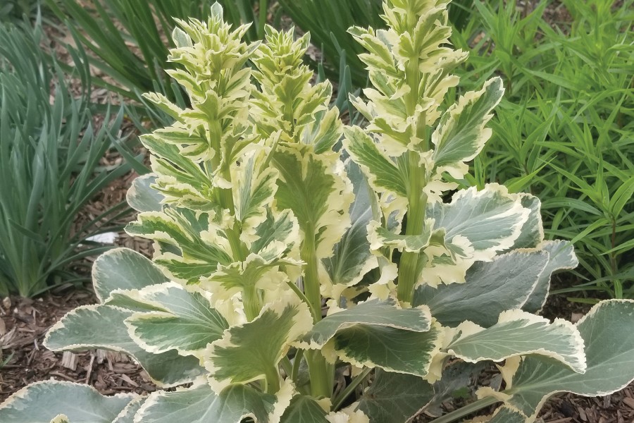 Eryngium Jade Frost 72