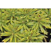 Euphorbia Ascot Rainbow 21