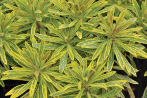 Euphorbia Ascot Rainbow 21