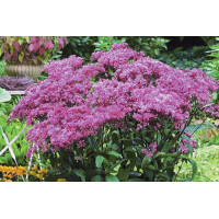 Eupatorium Baby Joe 50