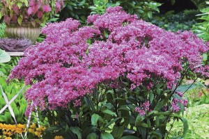 Eupatorium